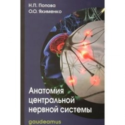 Анатомия центральной нервной системы