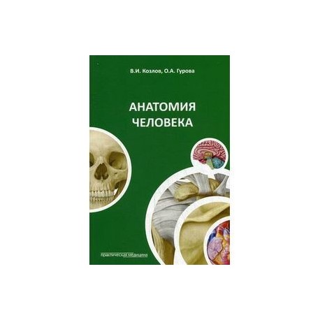 Анатомия человека: Учебное пособие.