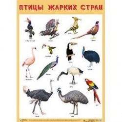 Плакат «Птицы жарких стран»