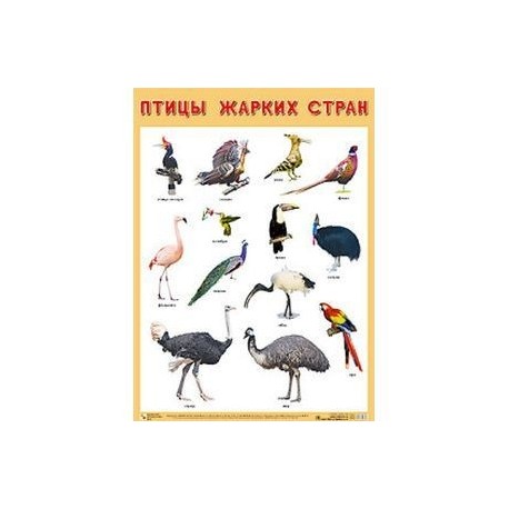 Картинки птицы жарких стран