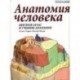 Анатомия человека. Цветной атлас и учебник анатомии