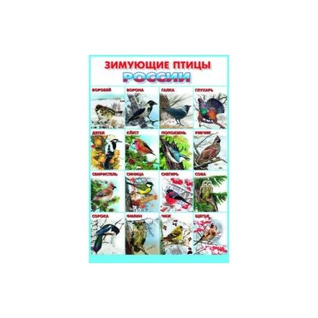 Зимующие птицы Росии
