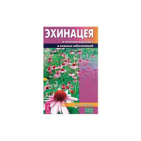 Эхинацея в лечении вирусных и кожных заболеваний