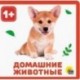 Домашние животные