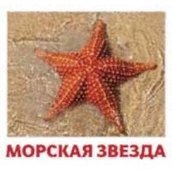 Комплект карточек 'Водные жители'