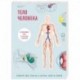 Тело человека. Детский интерактивный атлас по анатомии с вырубкой. Разбери свое тело на 6 систем. Слой за слоем