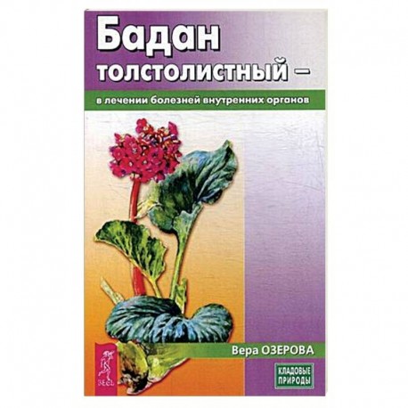 Бадан толстолистный - в лечении болезней внутренних органов