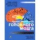 Атлас анатомии головного мозга. Наглядное руководство