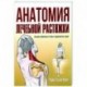 Анатомия лечебной растяжки: быстрое избав. от боли