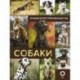 Собаки. Лучший иллюстрированный гид