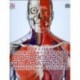 Большой иллюстрированный справочник по анатомии, физиологии и патологии (+ DVD-ROM)