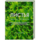 Листья. Мечта гурмана: Салаты, листовые овощи, травы, дикоросы - более 120 ярких и полезных блюд для настоящих