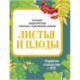 Листья и плоды. Наглядно-дидактический материал