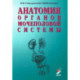 Анатомия органов мочеполовой системы. Учебное пособие