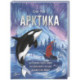 Арктика