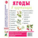 Ягоды в картинках