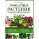 Комнатные растения. Календарь по уходу на каждый месяц